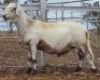 LOT 25 1X MEATMASTER RAM Collet Farming CC