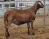 LOT 26 1X MEATMASTER RAM Collet Farming CC