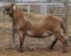 LOT 27 1X MEATMASTER RAM Collet Farming CC