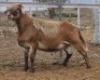 LOT 27 1X MEATMASTER RAM Collet Farming CC - 2