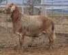 LOT 29 1X MEATMASTER RAM Collet Farming CC