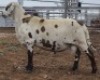 LOT 30 1X MEATMASTER RAM Collet Farming CC