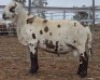 LOT 30 1X MEATMASTER RAM Collet Farming CC - 2