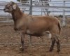 LOT 28 1X MEATMASTER RAM Collet Farming CC