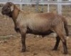 LOT 31 1X MEATMASTER RAM Collet Farming CC