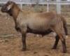 LOT 31 1X MEATMASTER RAM Collet Farming CC - 2