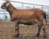 LOT 33 1X MEATMASTER RAM Collet Farming CC