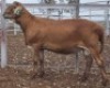 LOT 33 1X MEATMASTER RAM Collet Farming CC - 2