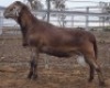WITHDRAWN - LOT 32 1X MEATMASTER RAM Collet Farming CC