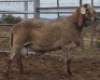 LOT 36 1X MEATMASTER RAM Collet Farming CC
