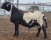 LOT 35 1X MEATMASTER RAM Collet Farming CC