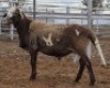 LOT 34 1X MEATMASTER RAM Collet Farming CC
