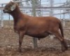 LOT 37 1X MEATMASTER RAM Collet Farming CC