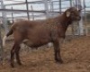 LOT 38 1X MEATMASTER RAM Collet Farming CC