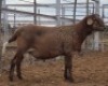 LOT 38 1X MEATMASTER RAM Collet Farming CC - 2
