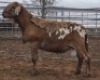 LOT 39 1X MEATMASTER RAM Collet Farming CC