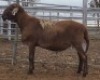 LOT 40 1X MEATMASTER RAM Collet Farming CC