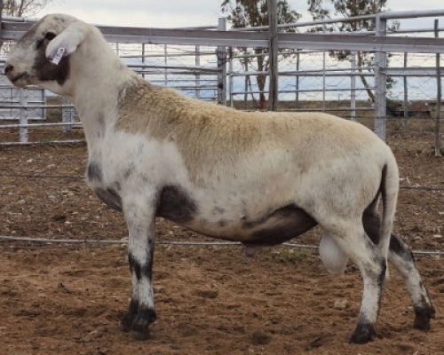 LOT 41 1X MEATMASTER RAM Collet Farming CC