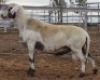LOT 41 1X MEATMASTER RAM Collet Farming CC