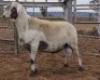 LOT 41 1X MEATMASTER RAM Collet Farming CC - 2