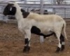 LOT 42 1X MEATMASTER RAM Collet Farming CC