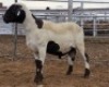LOT 42 1X MEATMASTER RAM Collet Farming CC - 2