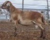 LOT 43 1X MEATMASTER RAM Collet Farming CC