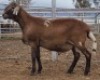 LOT 44 1X MEATMASTER RAM Collet Farming CC