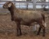 LOT 48 1X MEATMASTER RAM Collet Farming CC