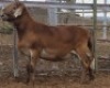LOT 49 1X MEATMASTER RAM Collet Farming CC