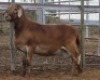LOT 49 1X MEATMASTER RAM Collet Farming CC - 2
