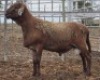 LOT 45 1X MEATMASTER RAM Collet Farming CC