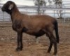 WITHDRAWN - LOT 47 1X MEATMASTER RAM Collet Farming CC