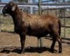 LOT 50 1X MEATMASTER RAM Collet Farming CC