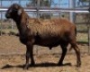 LOT 50 1X MEATMASTER RAM Collet Farming CC - 2