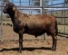 LOT 50 1X MEATMASTER RAM Collet Farming CC - 3