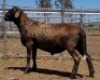 LOT 50 1X MEATMASTER RAM Collet Farming CC - 4