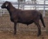 LOT 46 1X MEATMASTER RAM Collet Farming CC