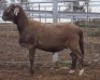 LOT 52 1X MEATMASTER RAM Collet Farming CC