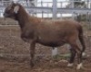 LOT 52 1X MEATMASTER RAM Collet Farming CC - 2