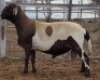 LOT 51 1X MEATMASTER RAM Collet Farming CC