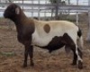 LOT 51 1X MEATMASTER RAM Collet Farming CC - 2
