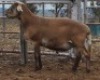 LOT 54 1X MEATMASTER RAM Collet Farming CC