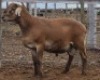 LOT 54 1X MEATMASTER RAM Collet Farming CC - 2