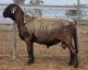 LOT 53 1X MEATMASTER RAM Collet Farming CC