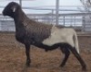 LOT 56 1X MEATMASTER RAM Collet Farming CC