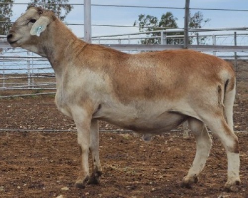 LOT 57 1X MEATMASTER RAM Collet Farming CC