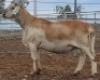 LOT 57 1X MEATMASTER RAM Collet Farming CC