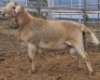 LOT 55 1X MEATMASTER RAM Collet Farming CC