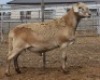 LOT 58 1X MEATMASTER RAM Collet Farming CC